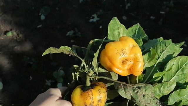 ЖИВУ НА КУХНЕ/ ЗАГОТОВКИ НА ЗИМУ