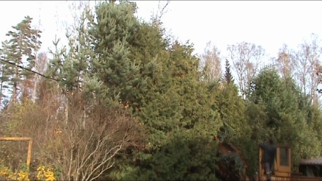 Обрезка живой изгороди.