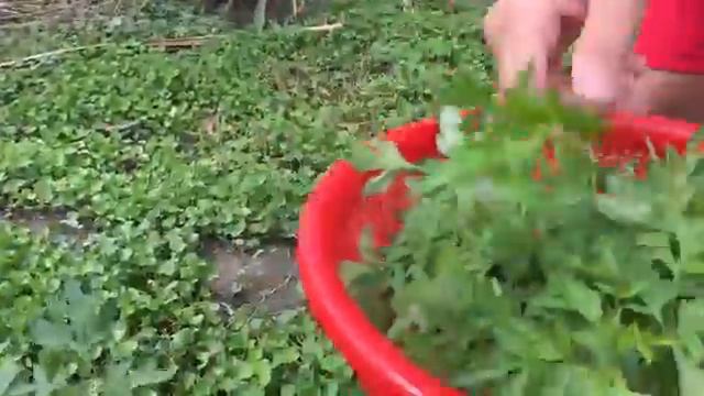Пищевая искусство пищевые приключения Традиционная пища натуральные пищевые продукты удивительные б