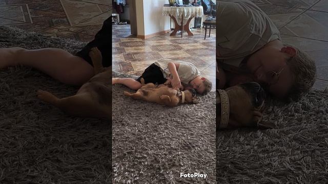 Французский бульдог. Любовь