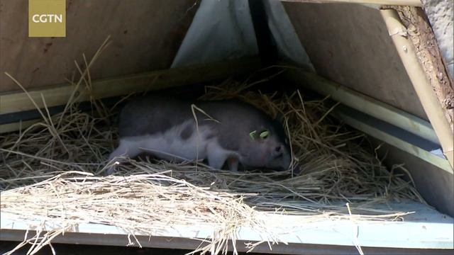 Cloned pig and its offspring make debut at Chinese safari park