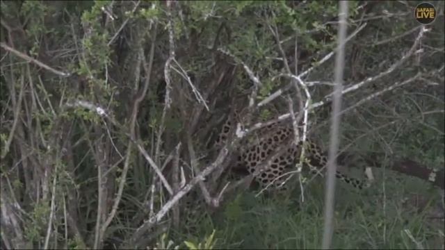 Safari Live :  Hukumuri Male on drive this afternoon evening with Scott  March 03, 2018