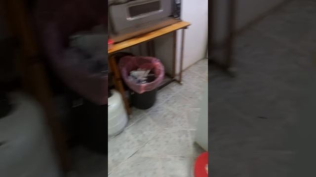 арск ниндзя