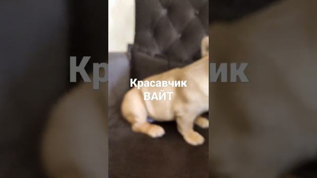 Рыжий мальчик 4 месяца.