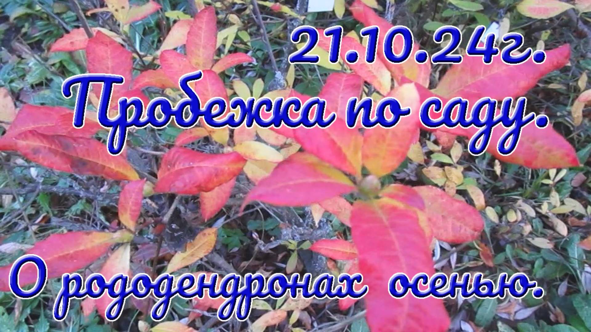 21.10.24г. Пробежка по саду. О рододендронах осенью.- ФИНАЛ - СЖАТ.