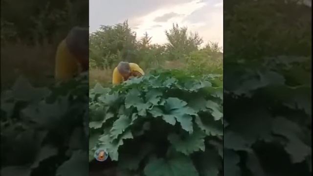 кабачки наше всё