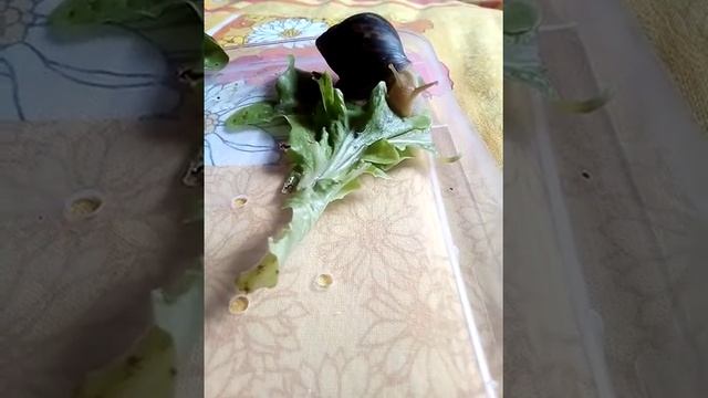 Улитка ест салат