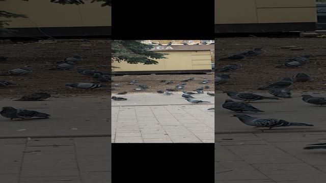 Тула блин