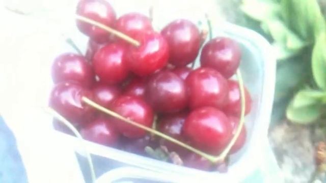 Вишня