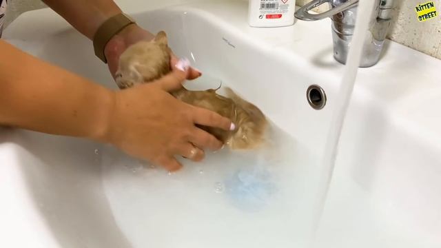 First bath for brave kitten Caramel. Caring mom cat kisses her baby