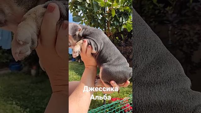 Девочка голубой тан.