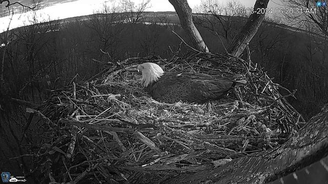 Hanover, PA Live Streaming Bald Eagle Nest Webcam   HDOnTap com — Mozilla Firefox 2024 03 03 06 19