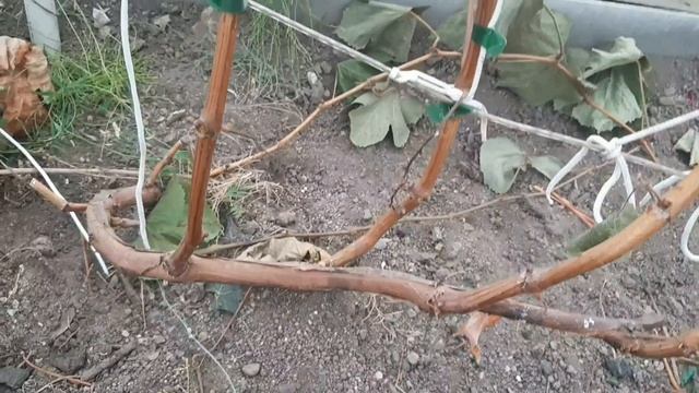 ПОРА ОБРЕЗАТЬ ВИНОГРАД В ИВАНОВСКОЙ ОБЛАСТИ