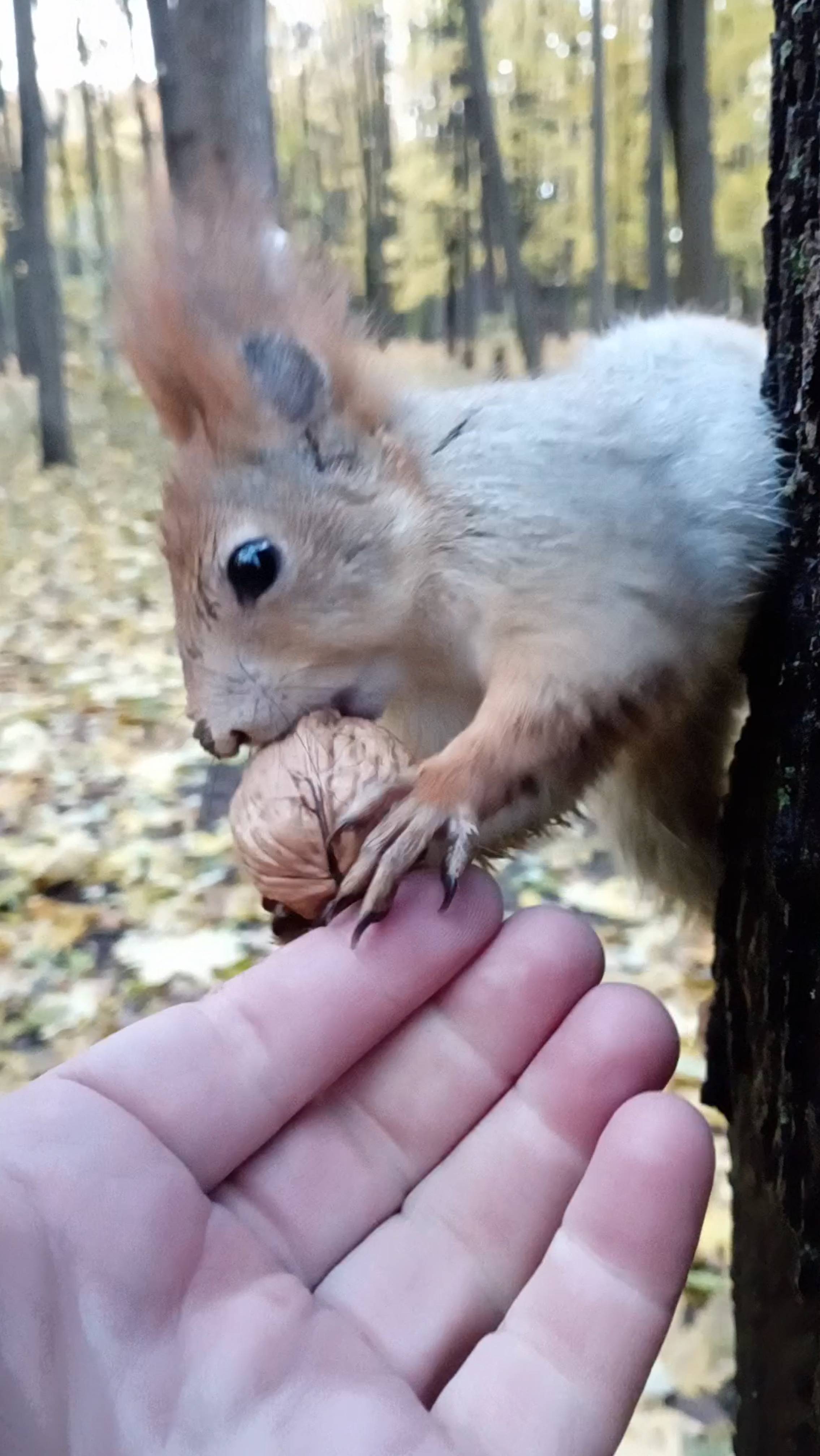 Орешек для Балерины