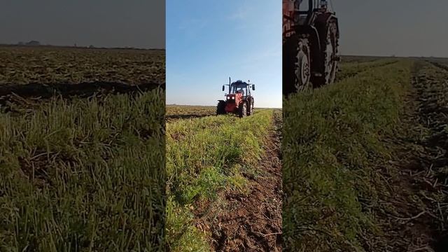 26-10-2024Коп-Морковки.