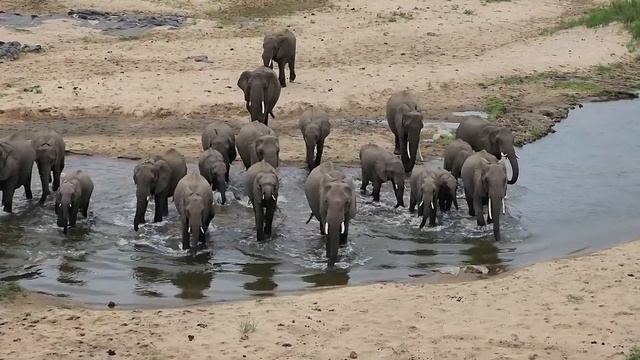 Elephant Herd Approaches on Olifants River Banks. #elephants #safaricom #nature #krugernationalpark