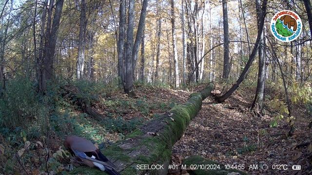 02.10.2024. Сойка. Заповедник "Большая Кокшага". Сидит на поваленном дереве и ест круглый плод (во