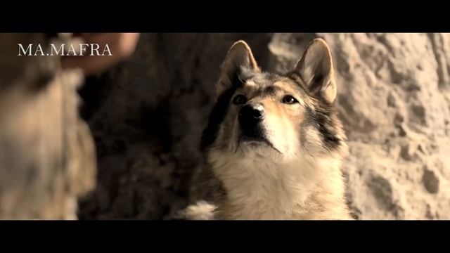 SKILLET - "Brave" [wolf movie MV]