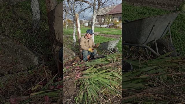 Выкапываем гладиолусы, готовим их к хранению.....mp4