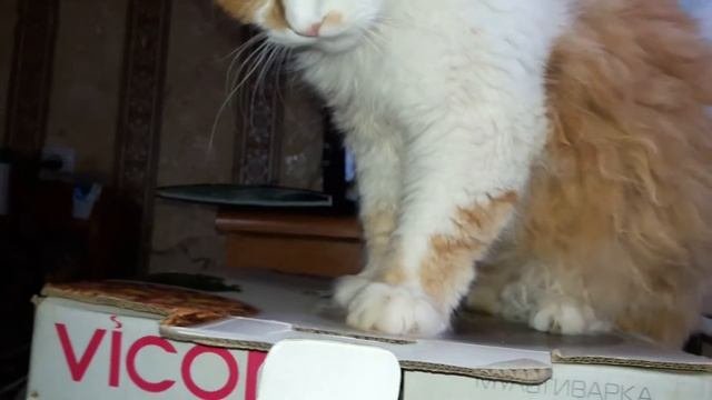 #котиграет #прикольныеживотные Мой милашка Кот Пушок.