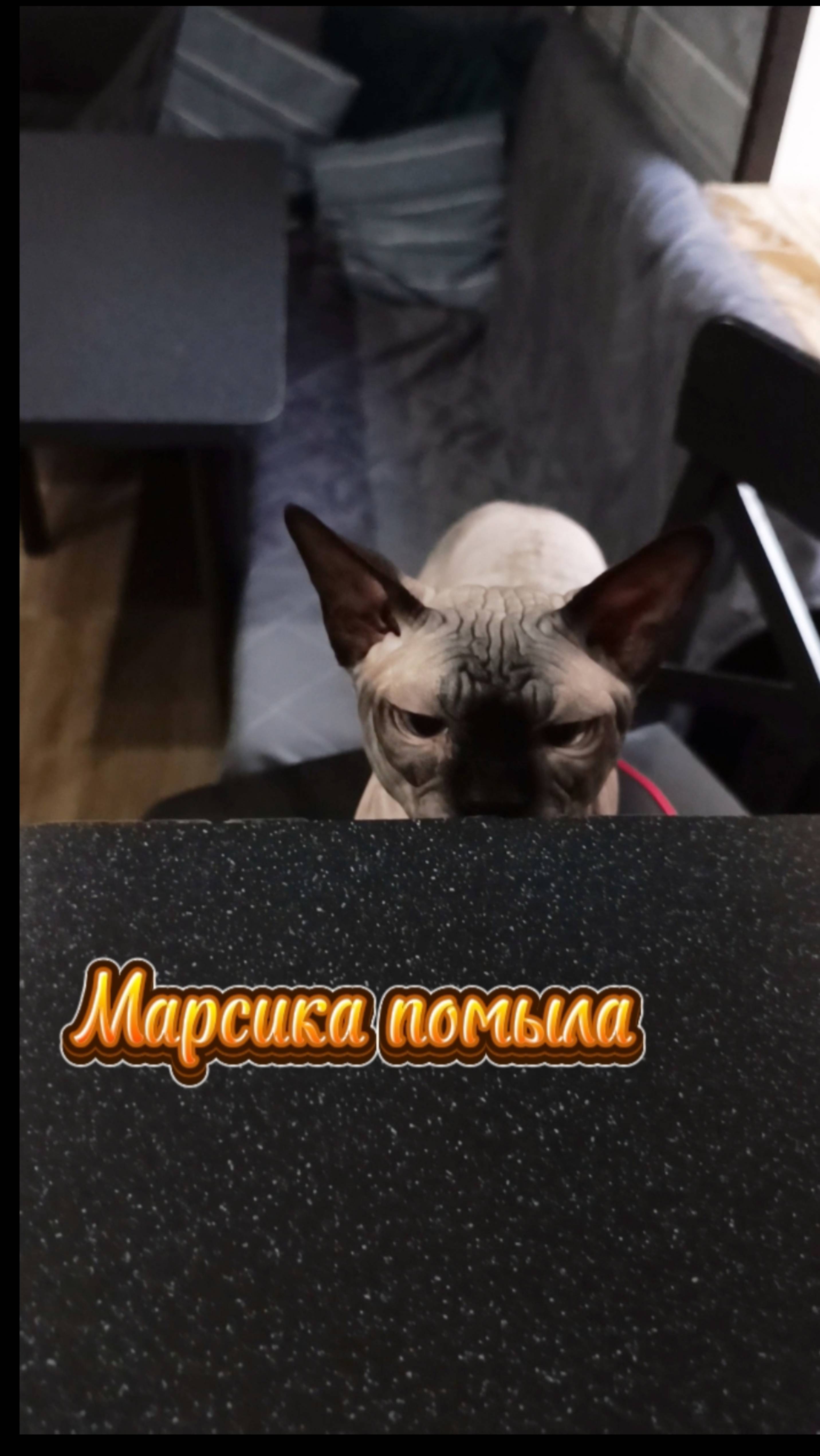 Марсик после мытья