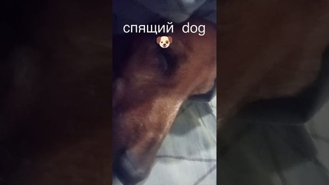 спящий  dog 🐶 🤣🤣🤣