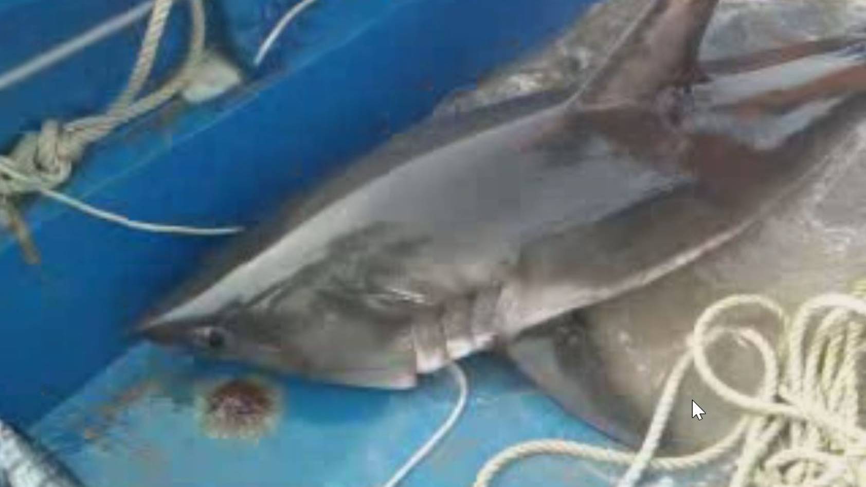 Акула в неводе. A shark in the seine.