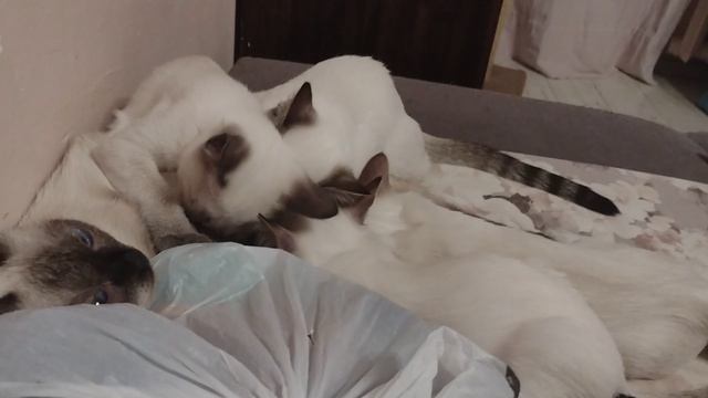 Такие малюсенькие котята пристают к маме