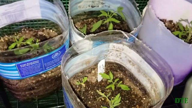 Plant Transfer: Medium Size Plants to Some Larger Containers