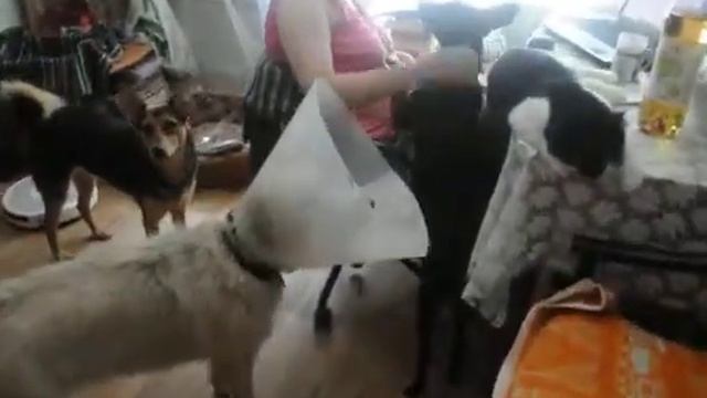 Арчи