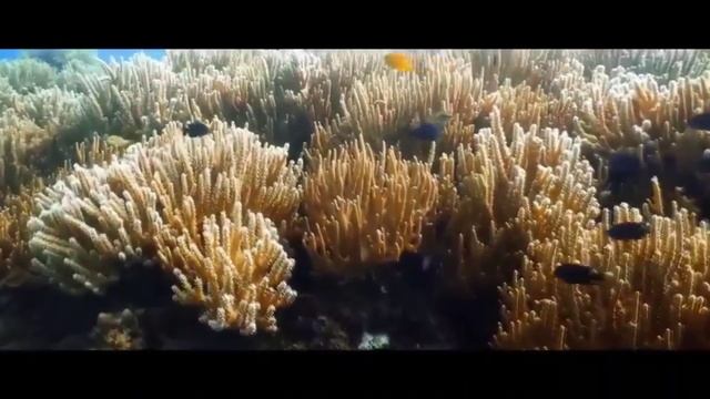 Здоровье Ваших суставов 2 урок