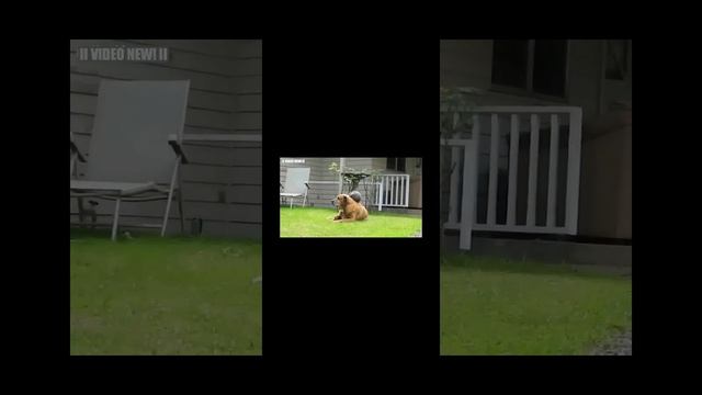 screen-20241026-131356.mp4