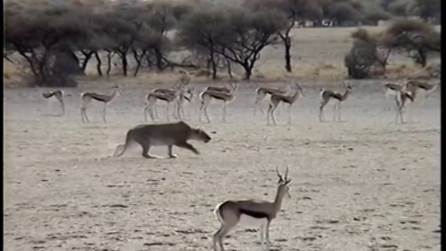 Lioness kills a brave jackal that came too close (Nxai pan, Botswana)
