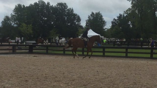 chester flat video july brave horse 2017