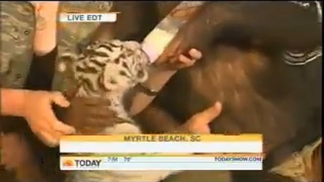 Anjana the Chimpanzee Appears on the Today Show | Myrtle Beach Safari