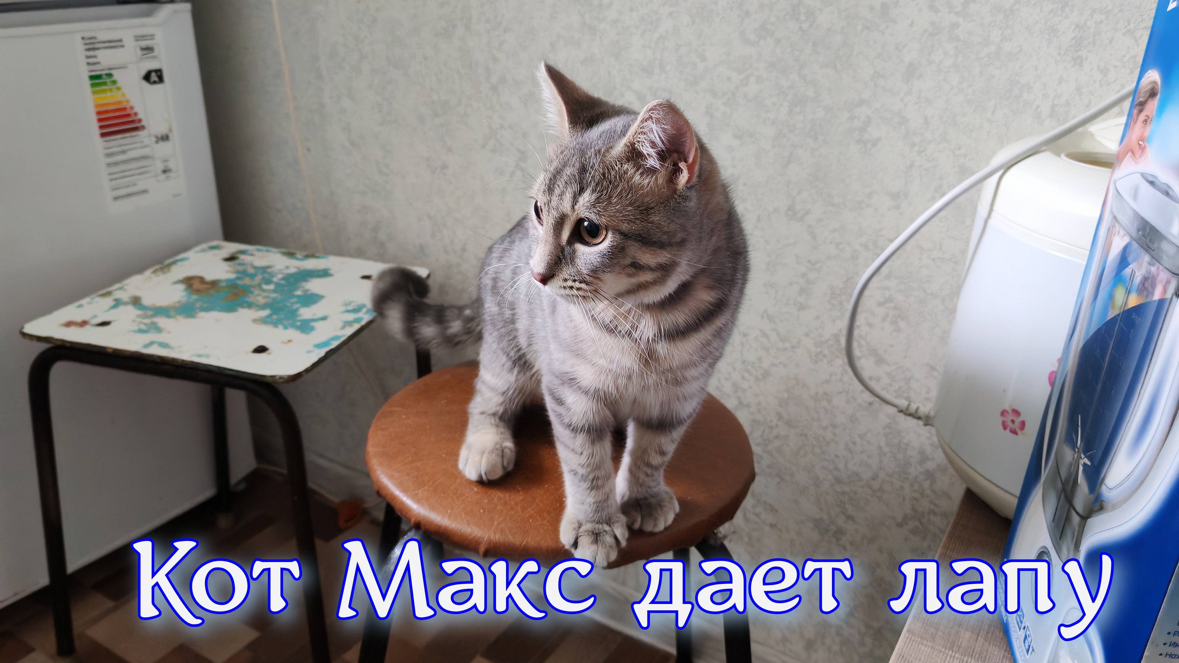 кот Макс дает лапу