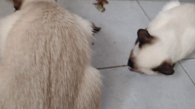 Очень вкусно котикам