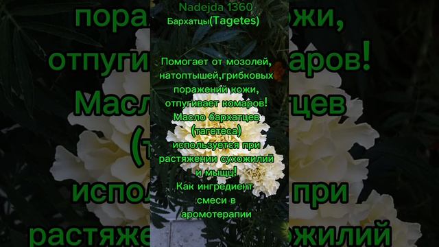 Бархатцы!3 часть!Масло из бархатцев!