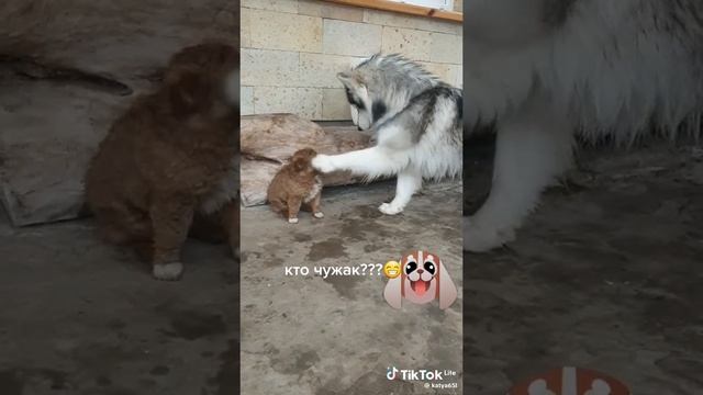 смешные котики собачки😸🐕