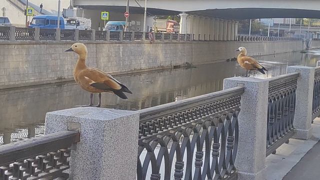 Разговорчивые огари на Яузе