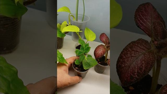 Цветочный детский сад. 🌱Декабрист, сингониум 🌿 #продажинаавито