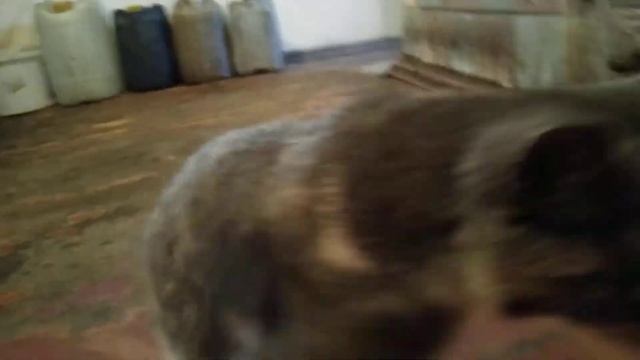 Кошка очень голоден, но не может найти еду я его не кормил | funny Animals