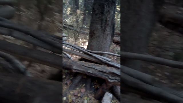 Чья-то кухня в лесу (Нефтекамск)