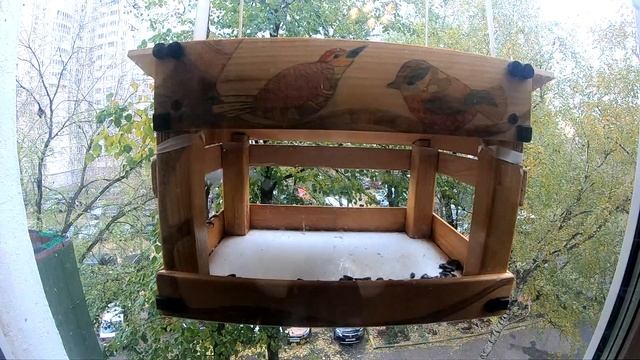 Птицы