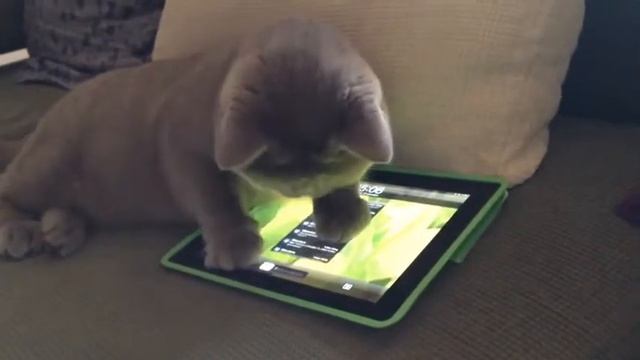 Кот фидел вызывает голых баб.