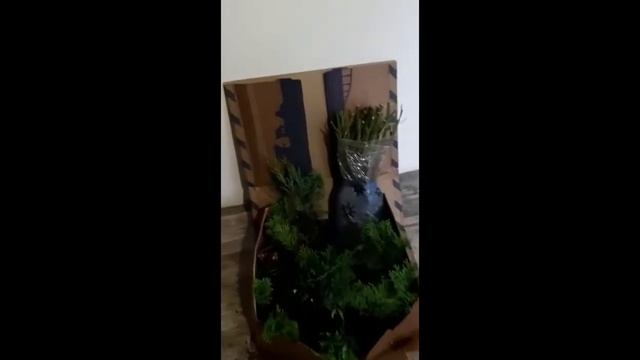 Посылка с розами в Ханты-Мансийск ! Питомник роз ВипСад!