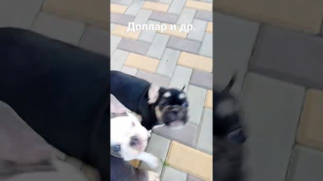 Чёрно подпалый Доллар и братья...