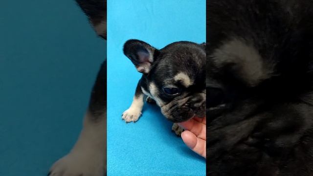 Чёрно подпалый мальчик. Свободен