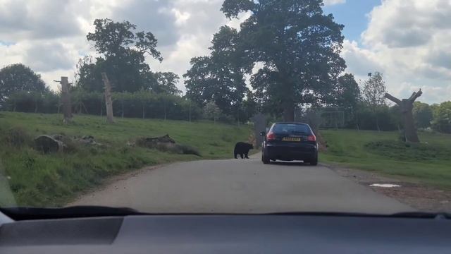 arshil ayleen during their visit to woburn safari park