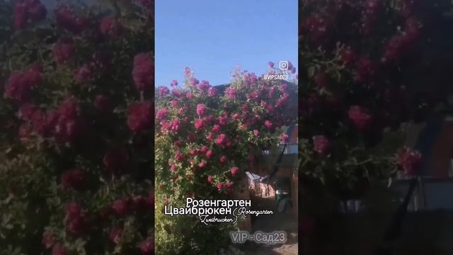 Розенгартен Цвайбрюкен (Rosengarten Zweibrucken)Высота: 250-300 см. Цвет: фиолетово-лиловый.
